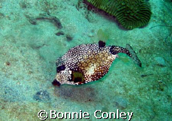 Trunkfish seen in Tobago on June 2007.  Taken with a Cano... by Bonnie Conley 
